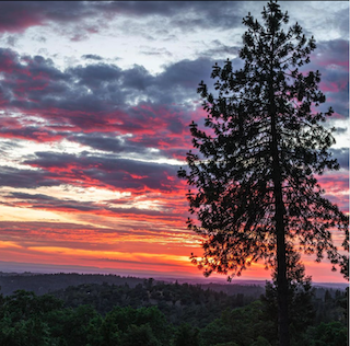 Image of vivid pink, purple, and orange sunset from a view of the vally with a large pine tree to the right